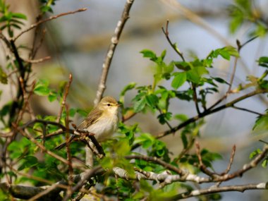 Söğüt bülbülü, Phylloscopus trochilus, tek bir kuş, Warwickshire, Mayıs 2022