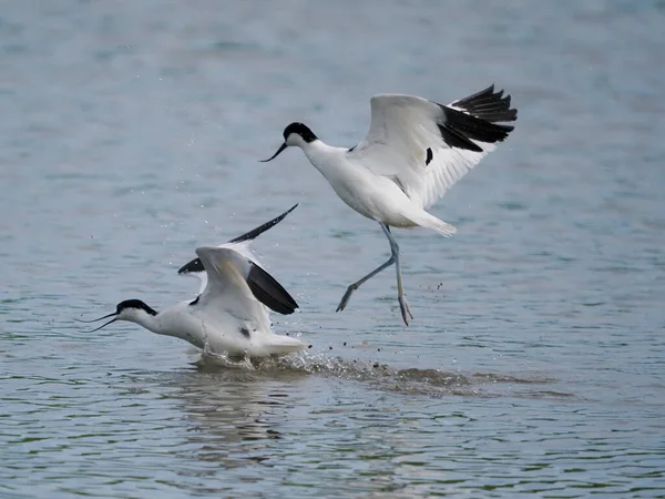 Avocet Recurvirostra Avosetta Paire Oiseaux Combattant Gloucestershire Mai 2022 — Photo