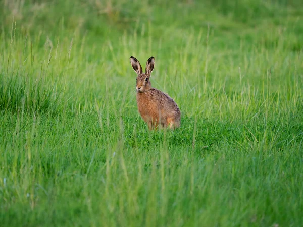 Brown Hare Lepus Europaeus Single Mammal Grass Warwickshire May 2022 — Stock Photo, Image