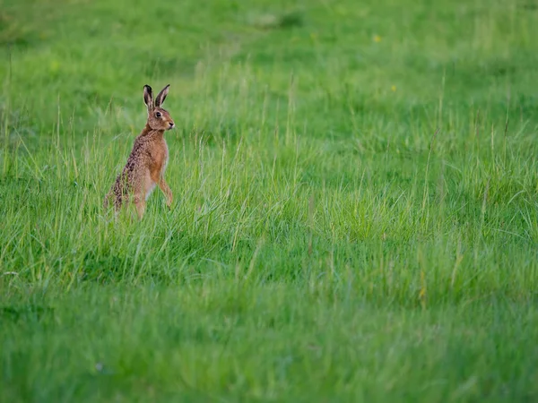 Brown Hare Lepus Europaeus Single Mammal Grass Warwickshire May 2022 — Stock Photo, Image