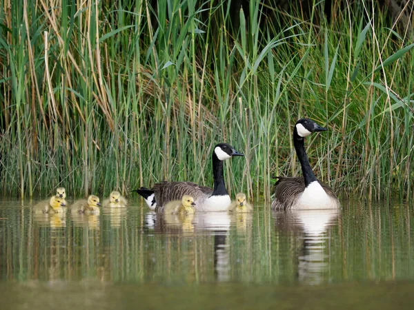 Kanadyjska Gęś Branta Canadensis Rodzina Ptaków Młodymi Gosolami Warwickshire Maj — Zdjęcie stockowe