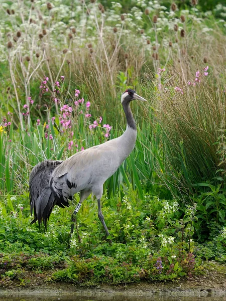 European Common Crane Grus Grus Single Bird Water Gloucestershire May — 图库照片