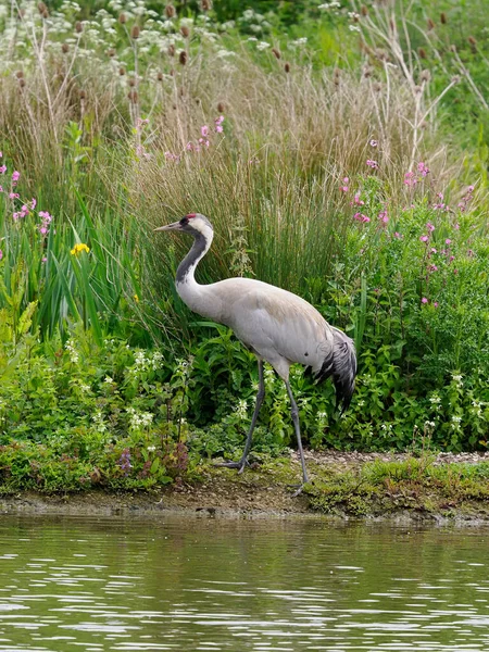 Guindaste Europeu Comum Grus Grus Único Pássaro Por Água Gloucestershire — Fotografia de Stock