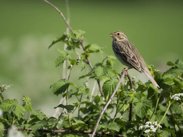 Mısır Kiraz Kuşu Emberiza Calandra Daldaki Tek Kuş Wiltshire Mayıs — Stok fotoğraf