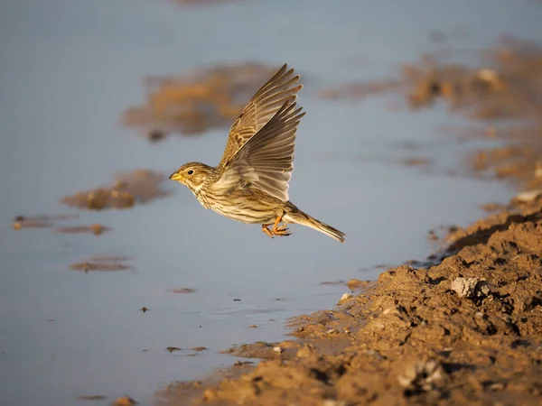 Corn Bunting Emberiza Calandra Single Bird Flight Wiltshire Květen 2022 — Stock fotografie