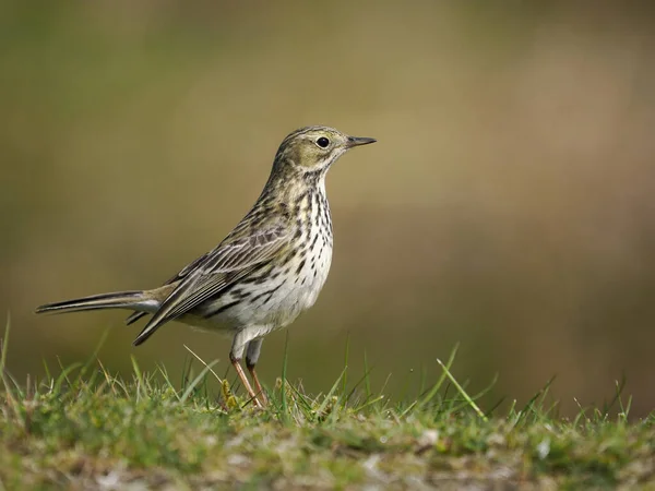 Pipit Des Prés Anthus Pratensis Oiseau Unique Sur Herbe Shropshire — Photo