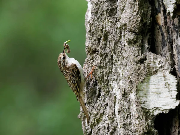 Treecreeper Certhia Familiaris Oiseau Unique Sur Arbre Warwickshire Mai 2022 — Photo