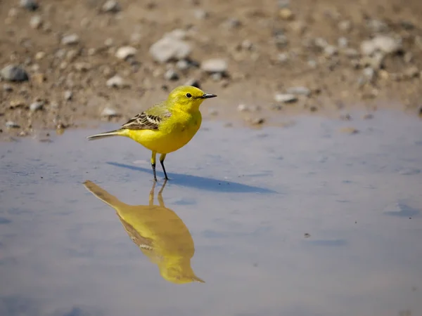 Bachstelze Motacilla Flava Einzelvogel Wasser Wiltshire Mai 2022 — Stockfoto