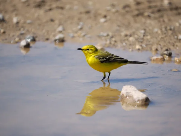 黄色摇尾乞怜 单鸟在水里 威尔特郡 2022年5月 — 图库照片