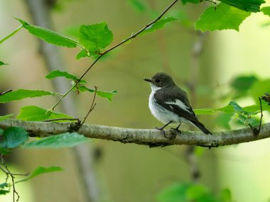 Pied Flycatcher, Ficedula hypoleuca, Worcestershire, Haziran 2022