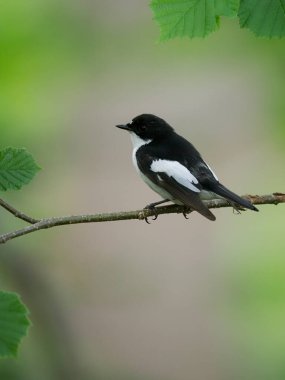 Pied Flycatcher, Ficedula hypoleuca, Worcestershire, Haziran 2022