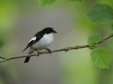 Pied Flycatcher, Ficedula hypoleuca, Worcestershire, Haziran 2022