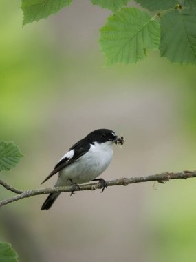 Pied Flycatcher, Ficedula hypoleuca, Worcestershire, Haziran 2022