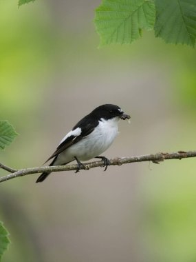 Pied Flycatcher, Ficedula hypoleuca, Worcestershire, Haziran 2022