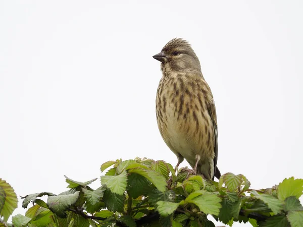 Linnet Linaria Cannabina Enkele Vogel Tak Warwickshire Mei 2022 — Stockfoto