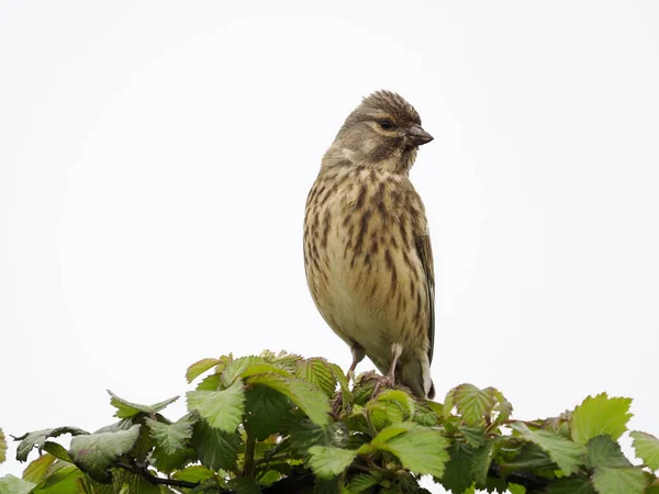 Linnet Linaria Cannabina Jediný Pták Větvi Warwickshire Květen 2022 — Stock fotografie