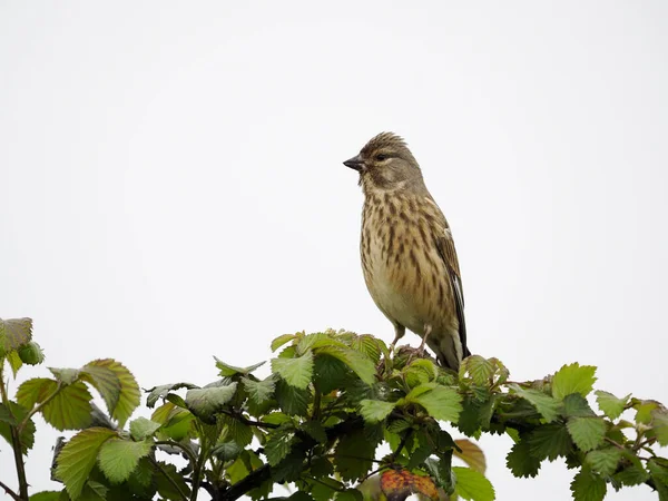 Linnet Linaria Cannabina Enkele Vogel Tak Warwickshire Mei 2022 — Stockfoto