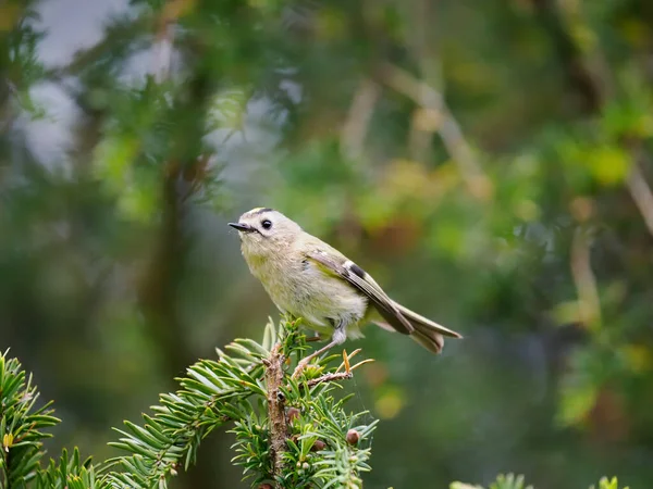 Goldcrest Regulus Regulus Single Bird Branch Warwickshire May 2022 — Stock Photo, Image