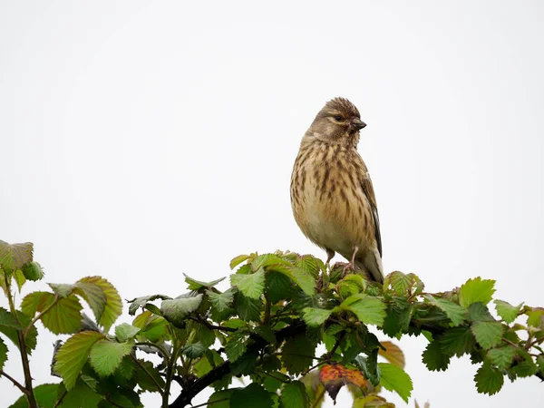 Linnet Linaria Cannabina Singură Pasăre Ramură Warwickshire Mai 2022 — Fotografie, imagine de stoc