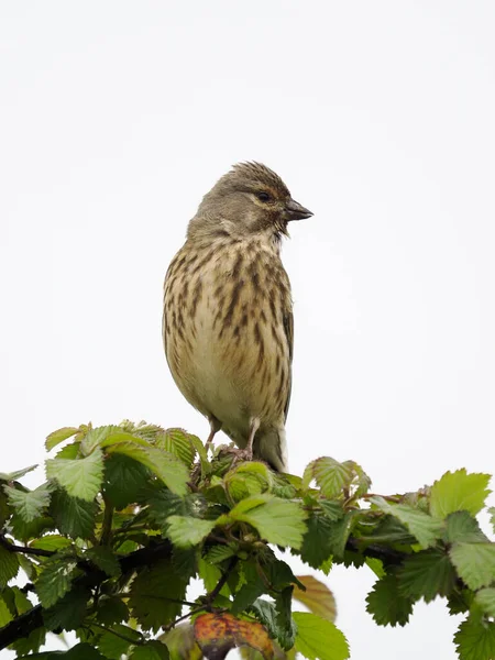 Linnet Linaria Cannabina Enkele Vogel Tak Warwickshire Mei 2022 — Stockfoto