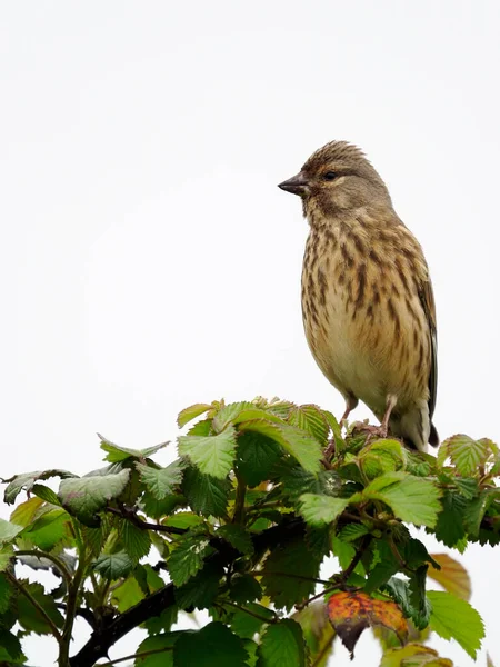 Linnet Linaria Cannabina Jediný Pták Větvi Warwickshire Květen 2022 — Stock fotografie