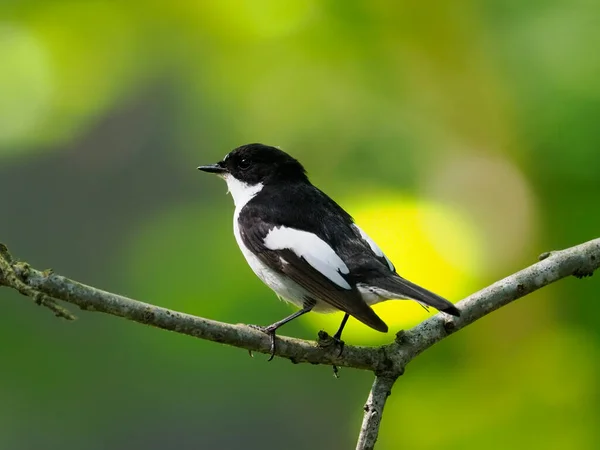 Pied Flycatcher Ficedula Hypoleuca Macho Solteiro Filial Worcestershire Junho 2022 — Fotografia de Stock