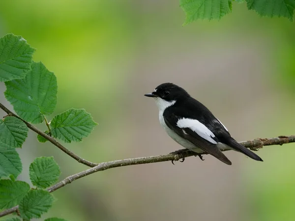 Pied Flycatcher Ficedula Hypoleuca Macho Solteiro Filial Worcestershire Junho 2022 — Fotografia de Stock