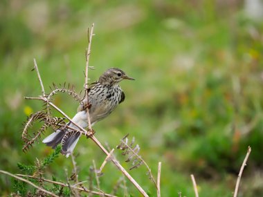 Meadow pipit, Anthus pratensis, tek bir kuş, Galler, Haziran 2022
