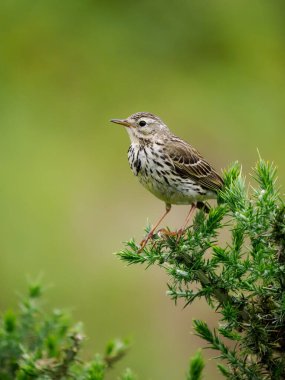 Meadow pipit, Anthus pratensis, tek bir kuş, Galler, Haziran 2022