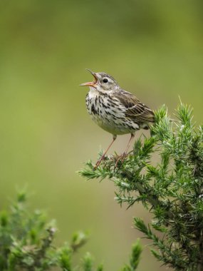 Meadow pipit, Anthus pratensis, tek bir kuş, Galler, Haziran 2022