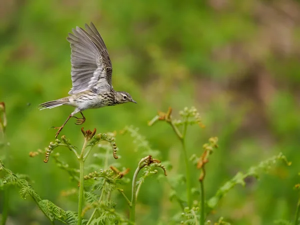 Meadow Pipit Anthus Pratensis Single Bird Flight Wales Červen 2022 — Stock fotografie