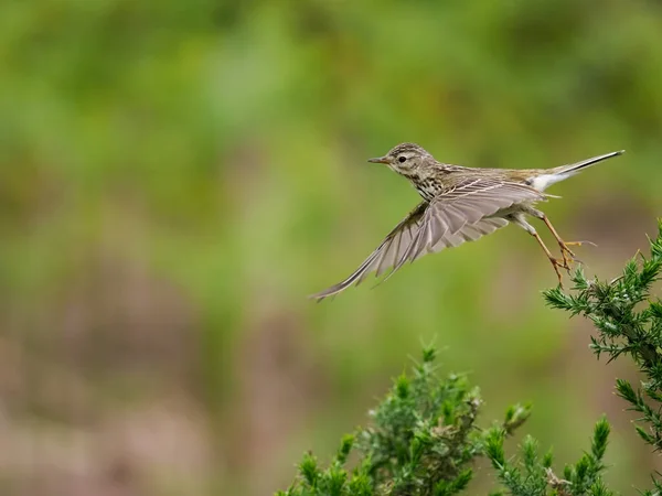 Meadow Pipit Anthus Pratensis Single Bird Flight Wales Červen 2022 — Stock fotografie