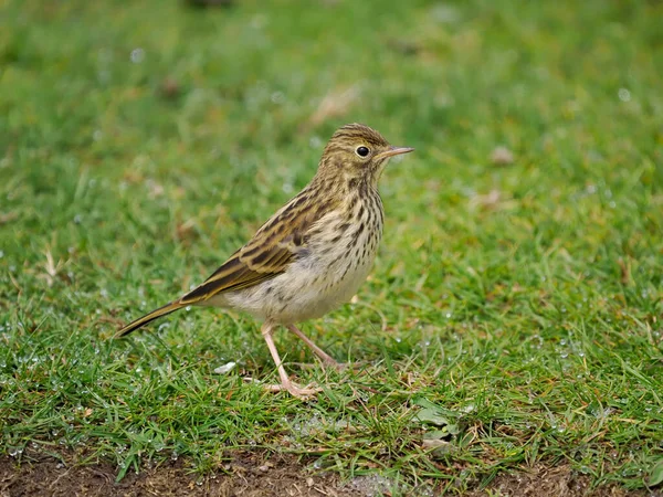 Meadow Pipit Anthus Pratensis Single Bird Grass Wales June 2022 — Stock Photo, Image