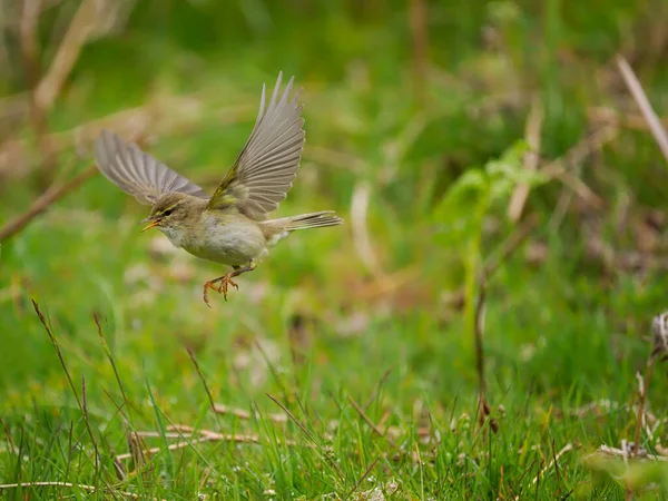 Weidenrohrsänger Phylloscopus Trochilus Einzelvogel Flug Wales Juni 2022 — Stockfoto