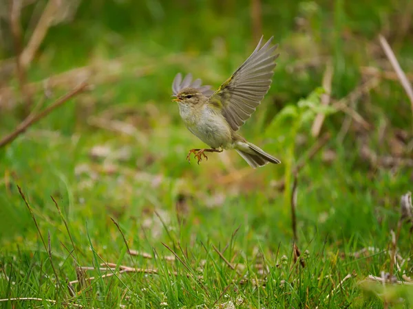 Pilgrimsångare Phylloscopus Trochilus Singelfågel Flykt Wales Juni 2022 — Stockfoto