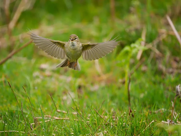 Willow Warbler Phylloscopus Trochilus Single Bird Flight Wales June 2022 — стокове фото