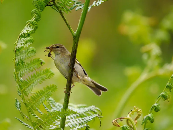Willow Warbler Phylloscopus Trochilus Single Bird Branch Wales June 2022 — Stock Photo, Image