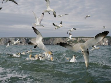 Gannet, Morus Bassanus, Yorkshire, Haziran 2022