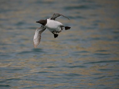 Guillemot, Uria Aalge, uçuşan tek kuş, Yorkshire, Haziran 2022