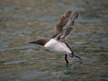 Guillemot, Uria Aalge, uçuşan tek kuş, Yorkshire, Haziran 2022