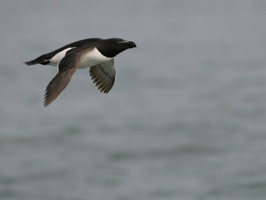 Razorbill, Alca Torda, uçuşan tek kuş, Yorkshire, Haziran 2022