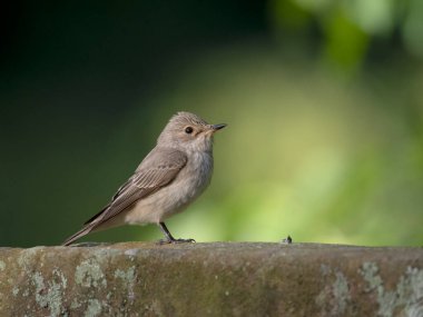 Görülen sinekkapan, Muscicapa striata, mezar taşındaki tek kuş, Staffordshire, Haziran 2022