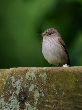 Görüldü sinekkapan, Muscicapa striata, Mezar taşında tek kuş, Staffordshire, Haziran 2022