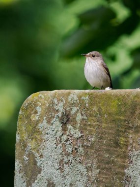 Görüldü sinekkapan, Muscicapa striata, Mezar taşında tek kuş, Staffordshire, Haziran 2022