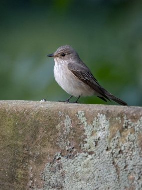 Görülen sinekkapan, Muscicapa striata, mezar taşındaki tek kuş, Staffordshire, Haziran 2022