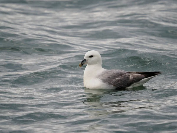 Fulmar Fulmarus Glacialis Uccello Singolo Sull Acqua Yorkshire Giugno 2022 — Foto Stock