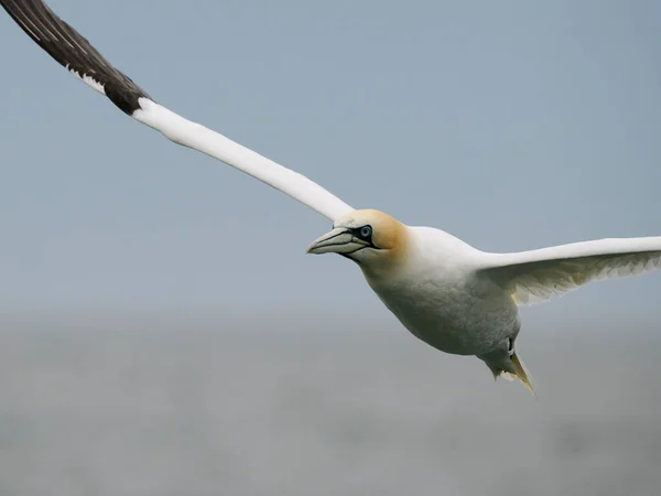 Gannet Morus Bassanus Singelfågel Flygning Yorkshire Juni 2022 — Stockfoto