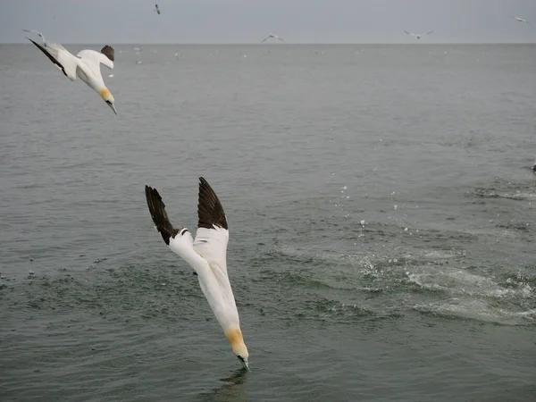 Gannet Morus Bassanus Vízbe Merülő Madárcsoport Yorkshire 2022 Június — Stock Fotó