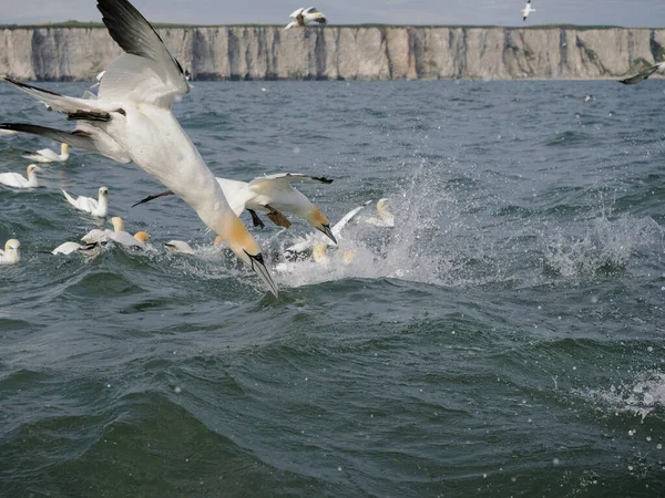 Gannet, Morus bassanus, group of bird diving into water, Yorkshire, June 2022