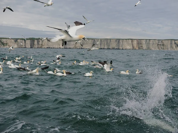 Gannet, Morus bassanus, group of bird diving into water, Yorkshire, June 2022